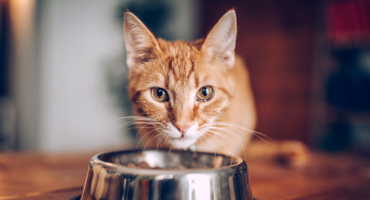 Gli errori da evitare nell’alimentazione del gatto