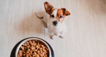Allergie alimentari nei cani: cosa fare?