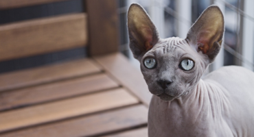 I gatti Sphynx: una storia senza pelliccia