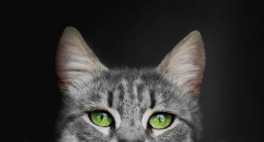 I segreti degli occhi magnetici dei gatti