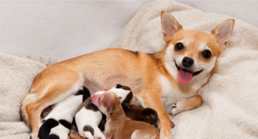 Come comportarsi quando nascono dei cuccioli di cane in casa?
