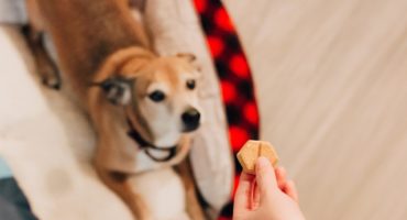 Snack naturali per cani: masticativi e premietti